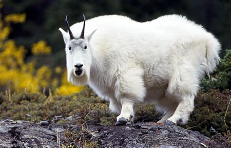 The Mountain Goat | Basic Facts and Photos | The Wildlife