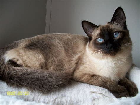 burmese-siamese cat | long haired siamese cats is a part of burmese ...