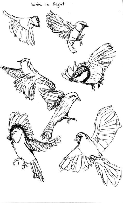 Birds In Flight Drawing