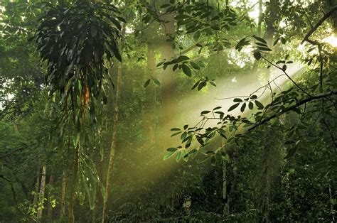 Rainforest | Definition, Plants, Map, & Facts | Britannica