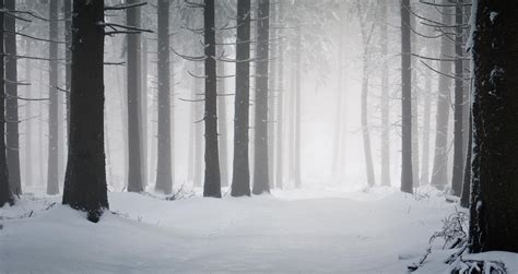 Snowy Forest Wallpapers - Wallpaper Cave