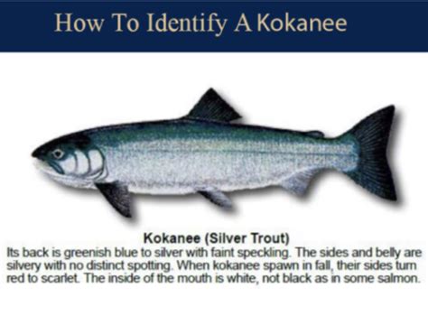 Kokanee | Peck's Guide Service