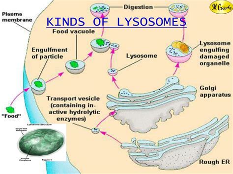 Lysosome Structure Biology Wise