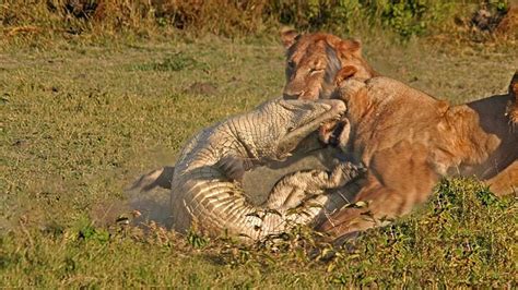 Amazing Lion Attack Crocodile To Death Battle For Survival 2017 - YouTube