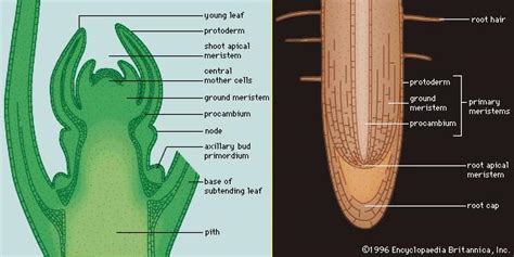 apical meristem | plant anatomy | Britannica.com