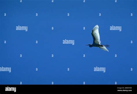 White Heron in Flight Stock Photo - Alamy