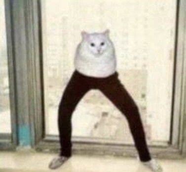 blursed_cat : r/blursedimages