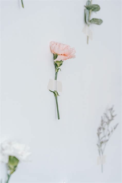 Fresh pink carnation on white background · Free Stock Photo