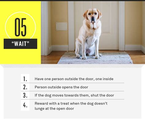 What Are The 7 Common Dog Commands