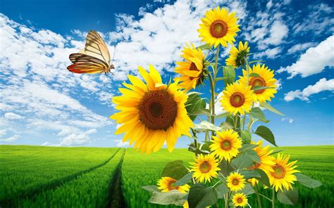 Spring Sunflowers and Butterfly - HD Wallpaper