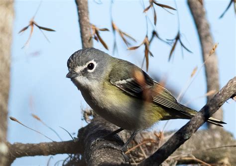 ML322946411 - Blue-headed Vireo - Macaulay Library