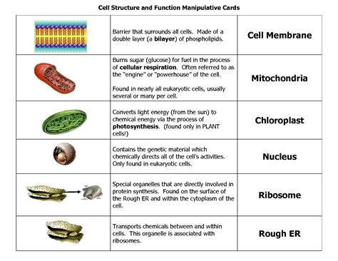 Cell Membrane Function In Animal Cell