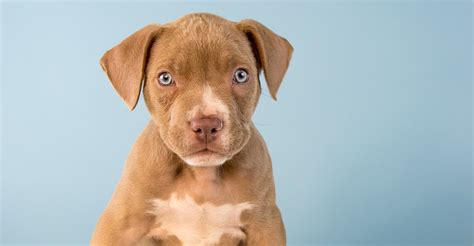 Is A Pitbull Lab Mix Puppy The Right Family Pet For Me?