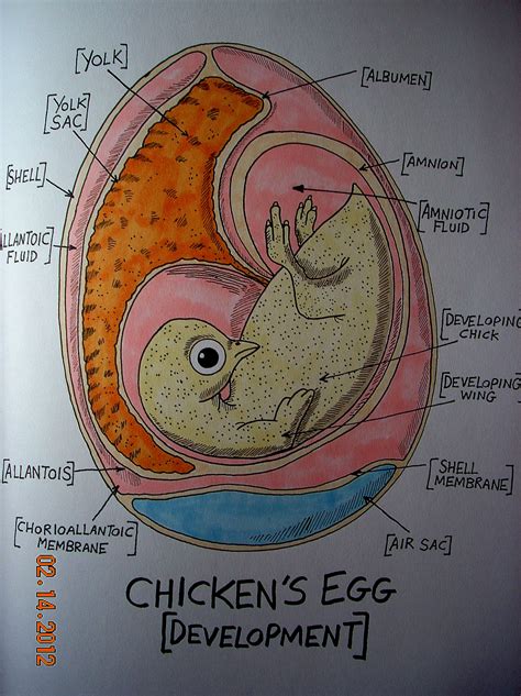 Anatomy Of Egg Development By: Stephanie Bissonnette | Vet medicine ...