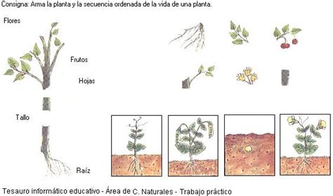 Primer Grado - Etapas de la vida de una planta | Escuela 21 D.E. 8