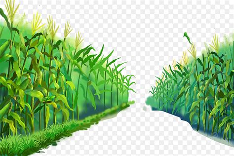 Corn Field PNG Picture, Corn Field, Stick Ground, Cornfield PNG Image ...