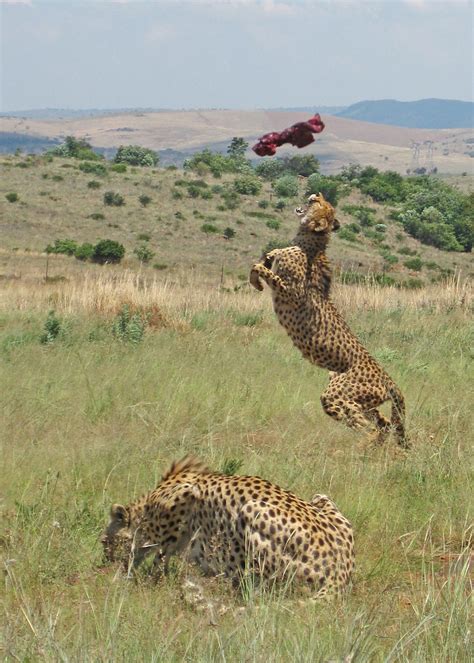 Jumping cheetah | Jumping for meat at the Rhino & Lion Natur… | Flickr