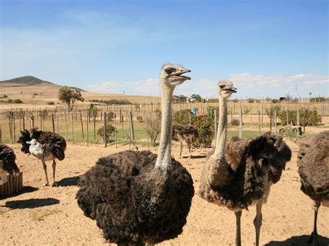 Visiting Ostrichland USA Ostrich Farm Solvang, California — Sick Girl ...