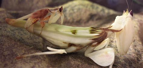 Orchid Mantis Caresheet (Hymenopus coronatus) | PanTerra Pets