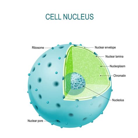 Cell Nucleus: Over 38,070 Royalty-Free Licensable Stock Illustrations ...