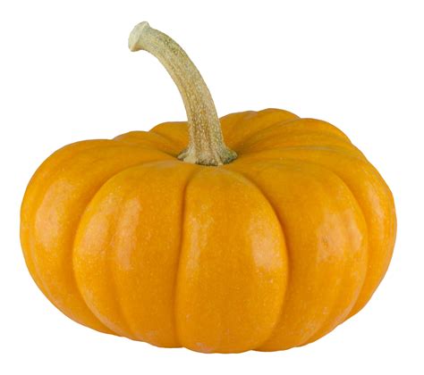 Pumpkin Png | www.galleryhip.com - The Hippest Pics