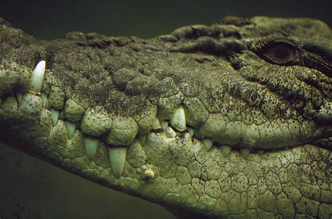 Saltwater Crocodile Teeth Photograph by Cyril Ruoso - Fine Art America