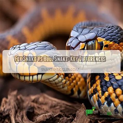 Fox Snake Vs Bull Snake: Slithering Showdown of Look-Alikes Revealed!