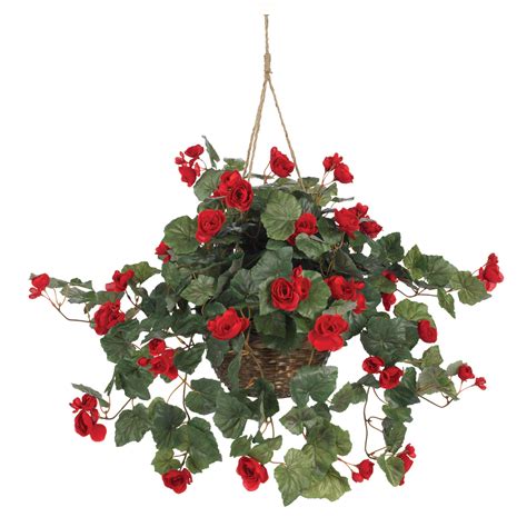 24 inch Begonia in Hanging Basket | 6616