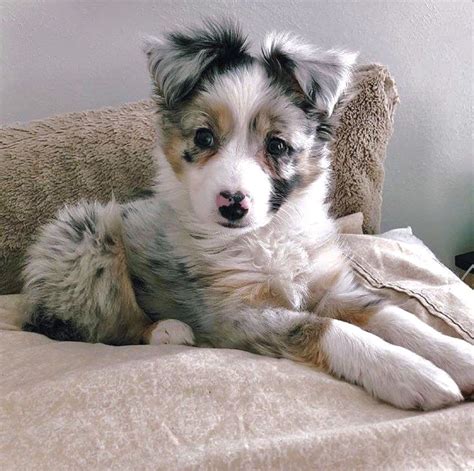 15 Facts About Raising and Training Australian Shepherds