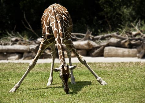 RE: Giraffes eat tree leaves. They can't reach the grass.