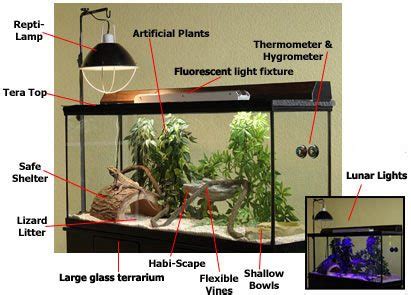 Bearded Dragon Habitat: A Guide on the Best Tank Setup