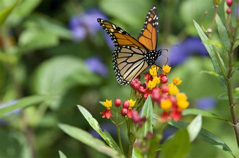 Monarch Butterfly Habitat — Heritage Garden