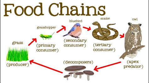 Food Chains For Kids