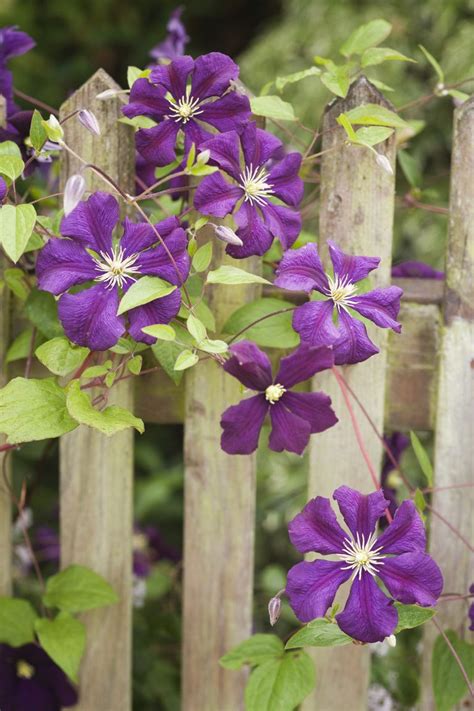 12 Fast-Growing Flowering Vines - Best Wall Climbing Vines to Plant