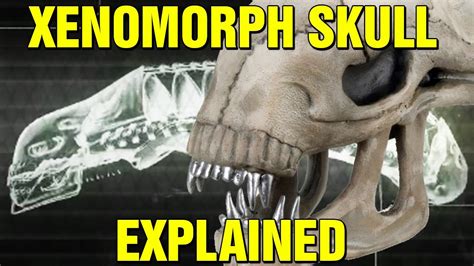 ALIEN: ORIGINS - XENOMORPH BIOLOGY SKULL EXPLAINED - HOW DO XENOMORPHS ...