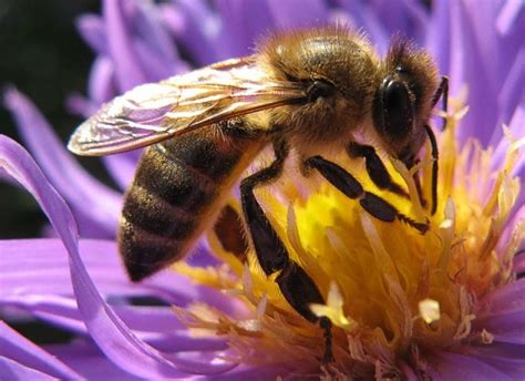 Honey bee species || BeeKeeping