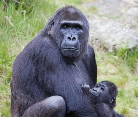 Euro Zoo Days | Apenheul, Holland | Mr C H Images | Flickr