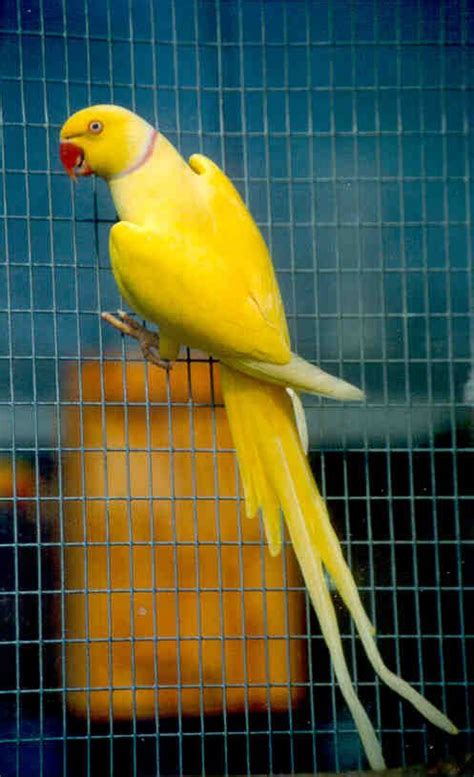 Lutino Indian Ringneck The Animal Store Baby Birds For Sale | atelier ...