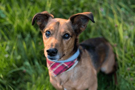 Jack Russell Terrier Dachshund Mix: Breed Info, Temperament, and Facts