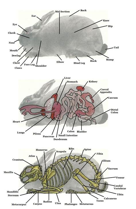 Female Rabbit Anatomy - Anatomy Book