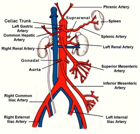 gross anatomy the common iliac artery bifurcates into internal and ...