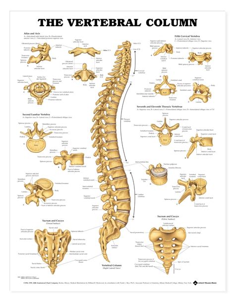 The Vertebral Column - Anatomical Products | Anatomy bones, Human spine ...