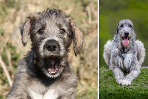 Irish Wolfhound: The Complete Guide to the Irish Gentle Giant