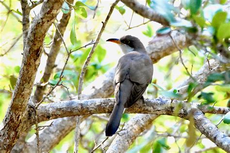 Yellow-Billed Cuckoo