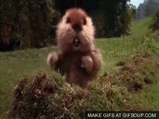 Caddyshack Let's Dance Gif - let's party gif | Tumblr - Everyone likes ...