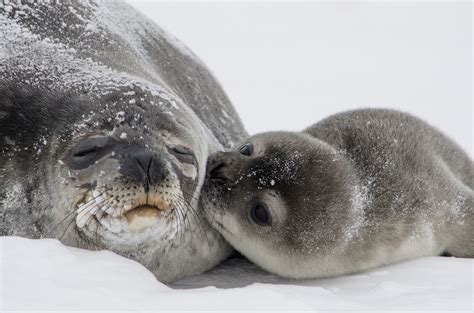 Leopard Seals: Characteristics, reproduction, habitat and more.