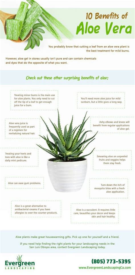 #aloevera #natural #plantbenefits #succulents #succulentfacts | Plant ...