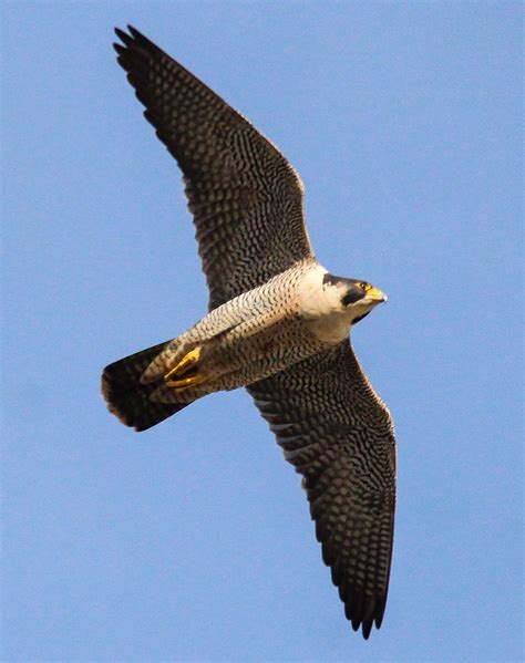 Sightings Archive - Birds of Poole Harbour