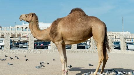 What′s the difference between a camel and a dromedary? | Global Ideas ...