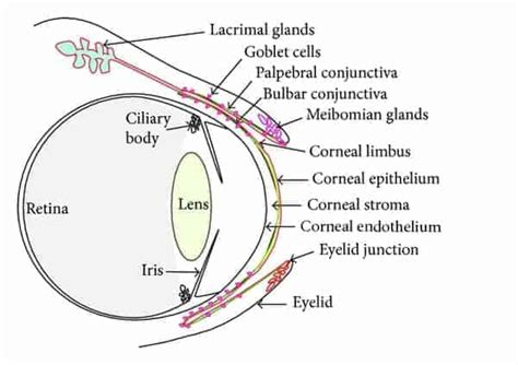 CONJUNCTIVA - New